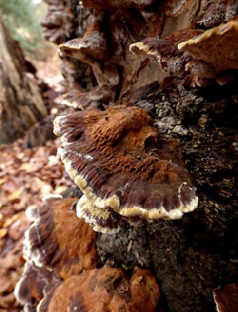A maturing bracket that is gold-rimmed with reddish zoning on birch at Epping Forest, Essex 